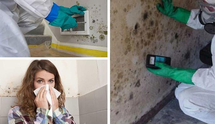 mold allergy effect mold testing and mold service